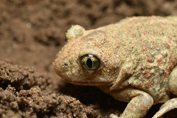 Close-up of a toad sitting on the ground.