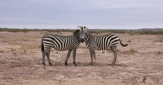 Two zebras hug each other in the savannah