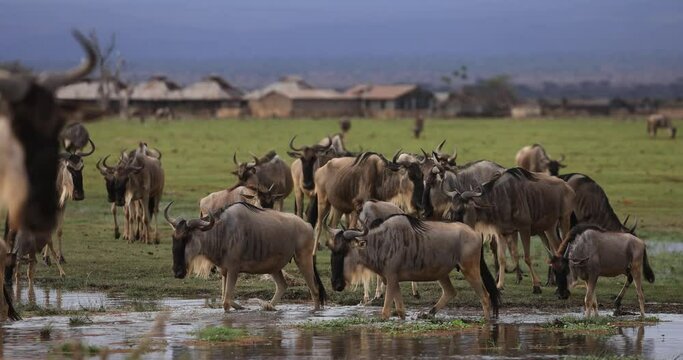 A wildebeest family walks in the lakes of Amboseli