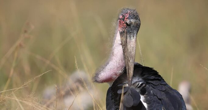 Portrait of a Marabou Stork in the savannah