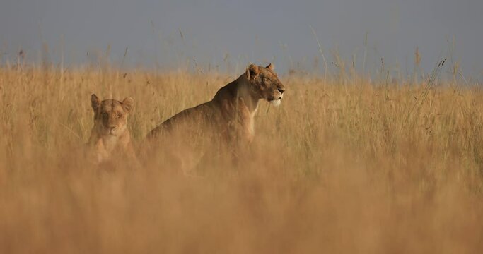 A lion family walks in the savannah