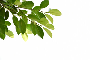 Isolated ficus benjamina branches and leaves with clipping paths.	