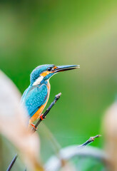 Beautiful blue Kingfisher bird, Сommon kingfisher, Alcedo atthis, the Eurasian kingfisher, and river kingfisher. Clamp winter migratory birds in Thailand.