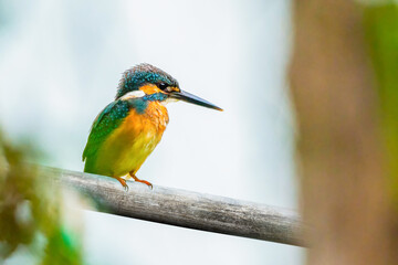 Beautiful blue Kingfisher bird, Сommon kingfisher, Alcedo atthis, the Eurasian kingfisher, and river kingfisher. Clamp winter migratory birds in Thailand.