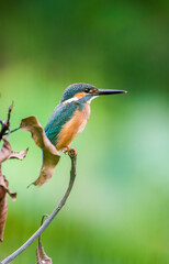 Beautiful blue Kingfisher bird, Сommon kingfisher, Alcedo atthis, the Eurasian kingfisher, and...