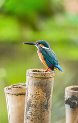 Beautiful blue Kingfisher bird, Сommon kingfisher, Alcedo atthis, the Eurasian kingfisher, and river kingfisher. Clamp winter migratory birds in Thailand.