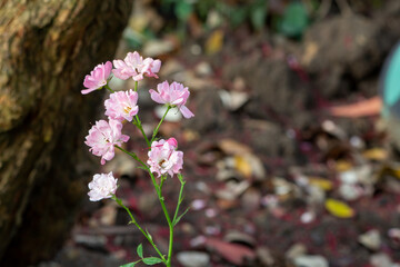 Pink flowers on bokeh background. Autumn