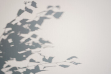 Shadow of foliage on white background. Overlay.