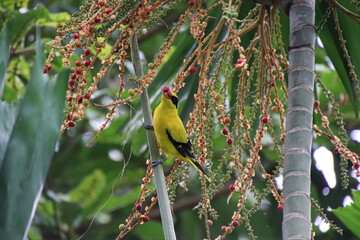 Black naped Oriole