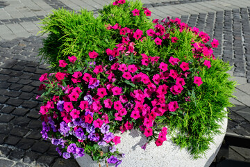 Large group of vivid pink Petunia axillaris flowers and green leaves in a garden pot in a sunny summer day.