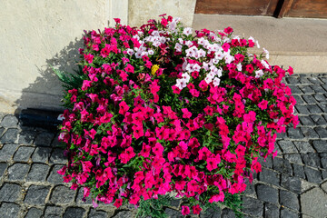 Fototapeta na wymiar Large group of vivid pink Petunia axillaris flowers and green leaves in a garden pot in a sunny summer day