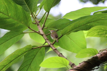 Common Tailorbird