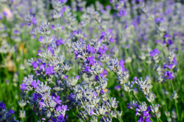 Many small blue lavender flowers in a garden in a sunny summer day photographed with selective focus, beautiful outdoor floral background