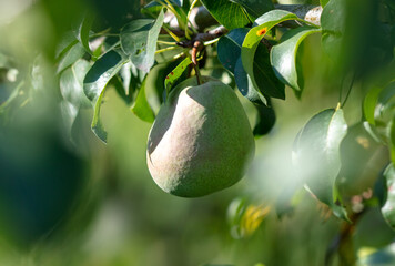 Ripe pears on the branches of a tree.