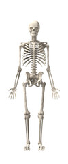 human skeletons isolated - obrazy, fototapety, plakaty