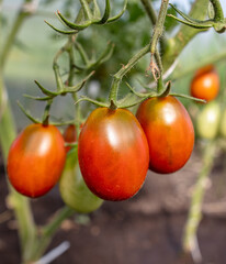 Ripe tomato fruits on the plant.