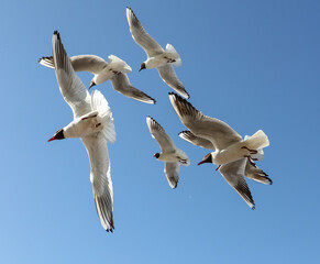 A flock of seagulls in flight against a sky.
