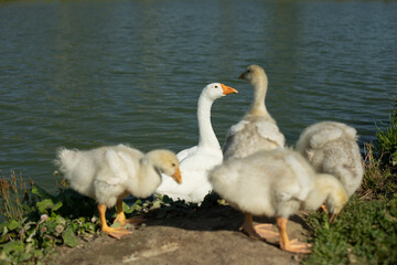 Naklejka na ściany i meble Geese on farm. Goose family in summer. Water birds on shore of pond.
