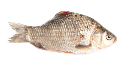The fish is isolated on a white background.
