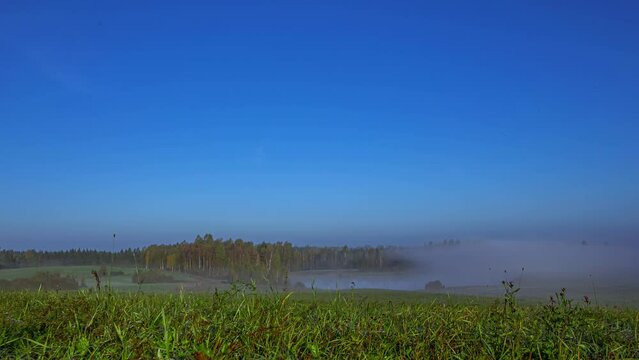 Static low angle time lapse of grassland covered by mist that dissipates and reveals a forest