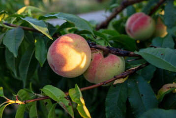 Ripe peaches on the branches of a tree.