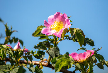 Beautiful pink flower on a tree in summer.