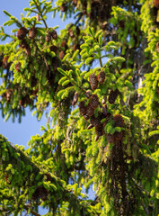 Coniferous tree with cones on branches.
