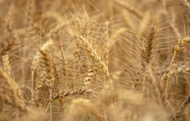 Fototapeta premium Ripe ears of wheat as a background.