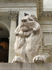 New York Public Library iconic lion - Fortitude, with bird, in golden autumn