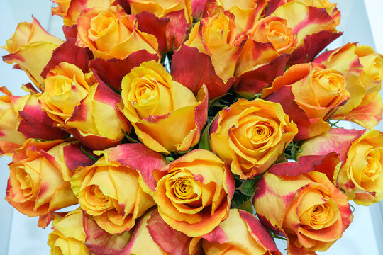 Natural background of beautiful orange roses. Fresh flowers.