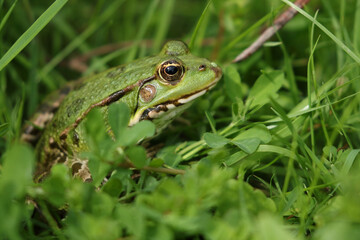 A Marsh Frog sitting in the vegetation at the edge of a pond in the UK.