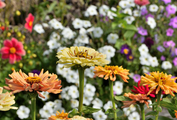 Fragment of a garden flower bed on an autumn day