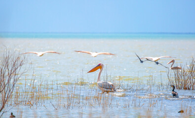 A flock of pelicans walks on a blue lake. Flying pelicans in the blue sky. Waterfowl at the nesting site.