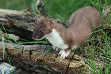 Naklejka na ściany i meble A Stoat, Mustela Erminea, hunting around for food in a pile of logs.