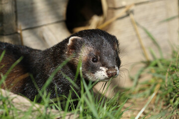 A head shot of a Polecat, Mustela putorius, at a wildlife conservation center.