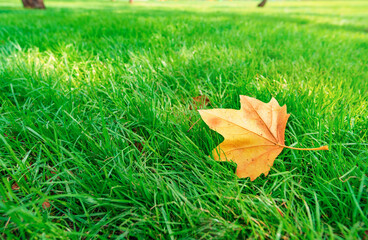 yellow maple leaf on green grass in city park, late summer and early autumn season, beautiful...