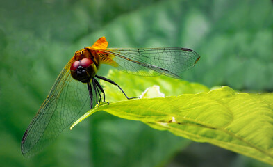 dragonfly on a leaf