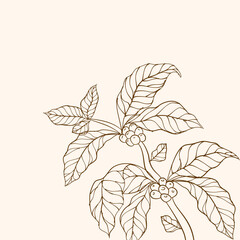 Hand drawn coffee branch. Coffee beans and leaves. Vector illustration of coffee branch. Coffee tree vector. Coffee plant branch with leaf. Branch with leaves. Coffee plant. Branch of a plant.