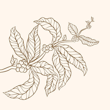 Coffee plant. tree illustration. Coffee tree vector. Branch with leaves. vector illustration of coffee branch. Coffee plant branch with leaf. Hand drawn coffee branch. Coffee beans and leaves. 
