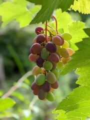 Bunch of grapes on the vine bush at the vineyard plantation during sunset