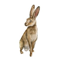 Beautiful stock illustration with hand drawn watercolor forest wild rabbit animal. Clip art image.