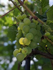 Bunch of grapes on the vine bush at the vineyard plantation during sunset