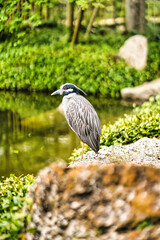 Blue heron 