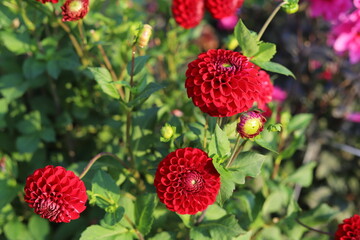 Dahlia flowers in the garden on green leaves background.