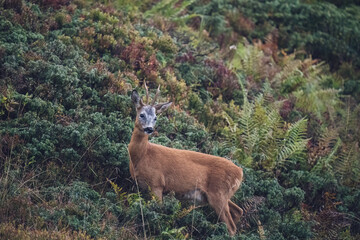 a old roe buck with a grey face is standing on the mountains in autumnal colors