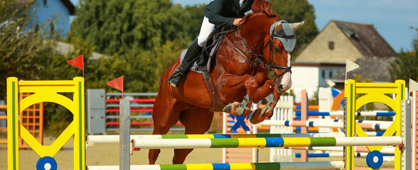 Horse (jumping horse) with rider over obstacle, horse with upper bar in narrow section..