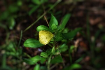 butterfly on a plant
