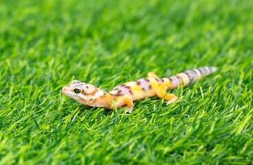 Lizard Eublepharis on a green lawn. Reptile gecko is yellow-spotted. Exotic tropical animal in the wild on the grass. smiling animal