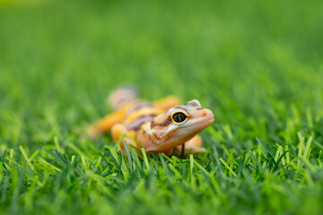Lizard Eublepharis on a green lawn. Reptile gecko is yellow-spotted. Exotic tropical animal in the wild on the grass. smiling animal