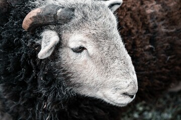 Side view portrait of a young rams sheep with blur background - obrazy, fototapety, plakaty